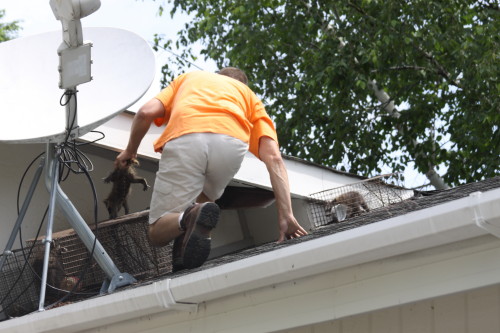 Raccoon Removed by Suburban Wildlife Control