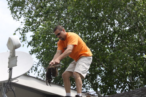 Raccoon Removed by Suburban Wildlife Control