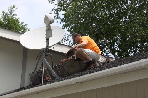 Raccoon Removed by Suburban Wildlife Control