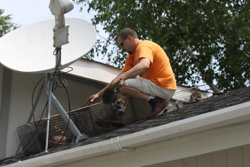 Raccoon Removed by Suburban Wildlife Control