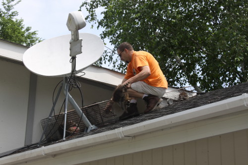 Raccoon Removed by Suburban Wildlife Control