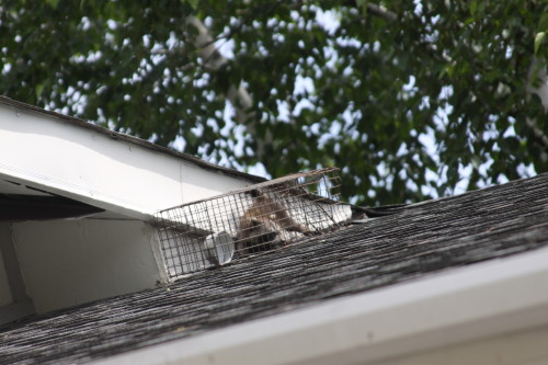 Raccoon Removed by Suburban Wildlife Control