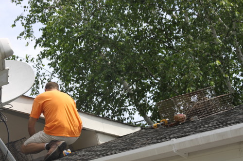 Raccoon Removed by Suburban Wildlife Control