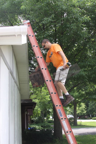 Raccoon Removed by Suburban Wildlife Control