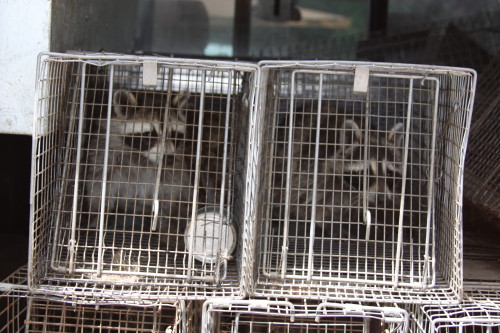 Raccoon Removed by Suburban Wildlife Control