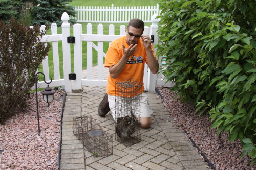 raccoons being hand caught by suburban wildlife control