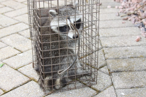baby raccoons being captured by suburban wildlife control