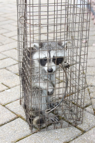 baby raccoons caught by suburban wildlife control