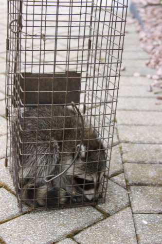 baby raccoons trapped by suburban wildlife control