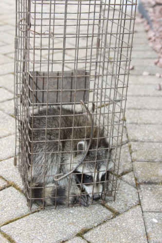 suburban wildlife control baby raccoons