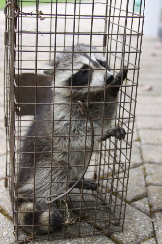 baby raccoons hand caught by suburban wildlife control