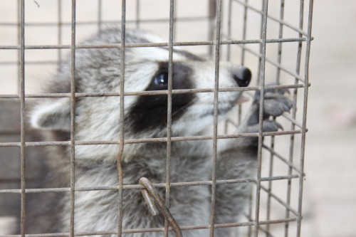 baby raccoon peers out of cage after being caught by suburban wildlife control