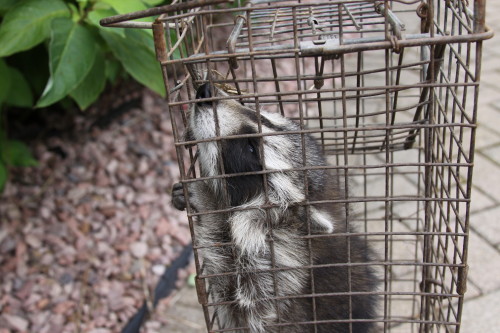 baby raccoon caught by suburban wildlife control
