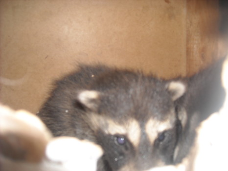 Raccoon Removed by Suburban Wildlife Control