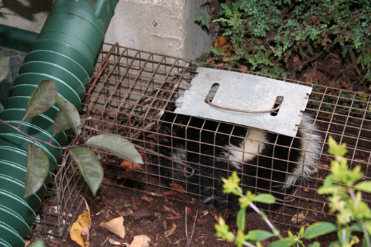 skunk under front porch by suburban wildlife control