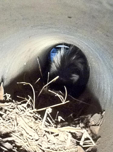 skunk trapping by suburban wildlife control