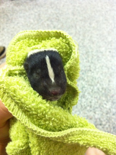 baby skunk caught by suburban wildlife control