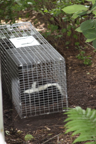 skunks being removed by suburban wildlife control