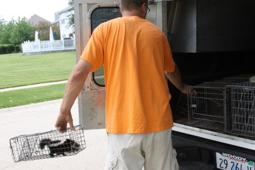 suburban wildlife control skunk removal