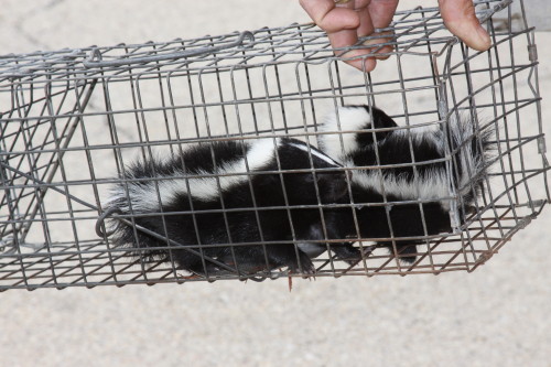 suburban wildlife control multiple skunk removal