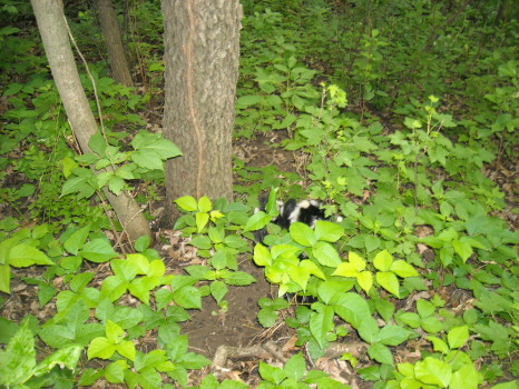 baby skunk removal by suburban wildlife control