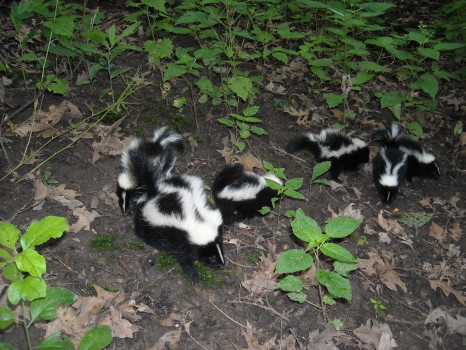 multiple baby skunk removal by suburban wildlife control