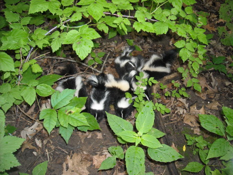several baby skunks removal by suburban wildlife control