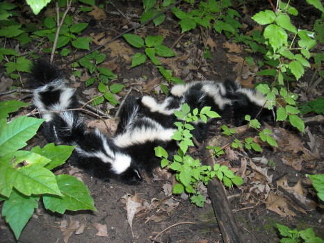 baby skunks removed by suburban wildlife control