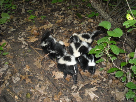multiple skunk babies removed by suburban wildlife control