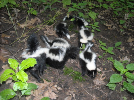 many skunk babies removed by suburban wildlife control