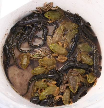 Bucket of Amphibians caught by Suburban Wildlife Control