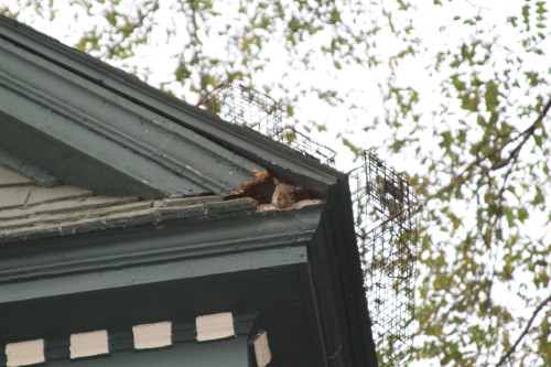 Squirrel captured by Suburban Wildlife Control