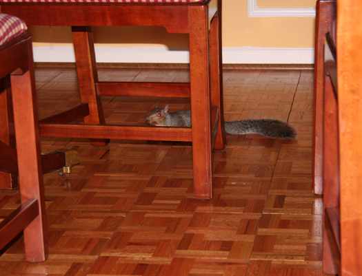 squirrel under table