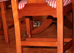 squirrel under table