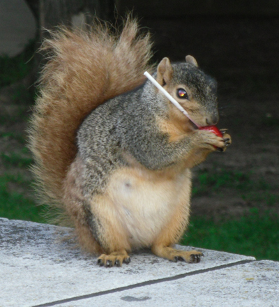 a squirrel with a sweet, photo taken by Jackie V.
