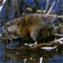 Muskrats