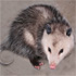 Opossums