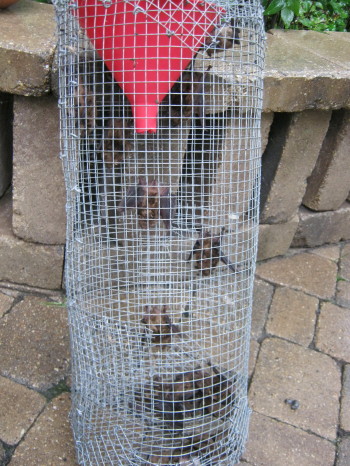 Brad caught all of these bats in a funnel