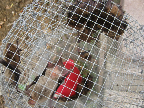 bats in trap