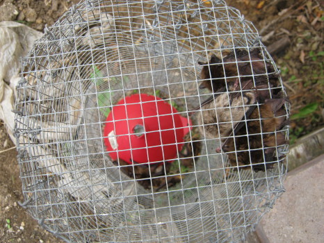 more bats in trap