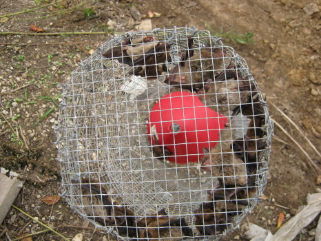 Btas caught by Suburban Wildlife Control