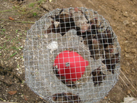 bats Brad trapped