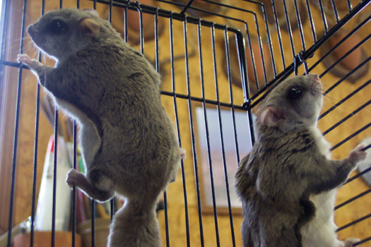 https://www.suburbanwildlifecontrolil.com/images/flyingsquirrels/100_1587.jpg